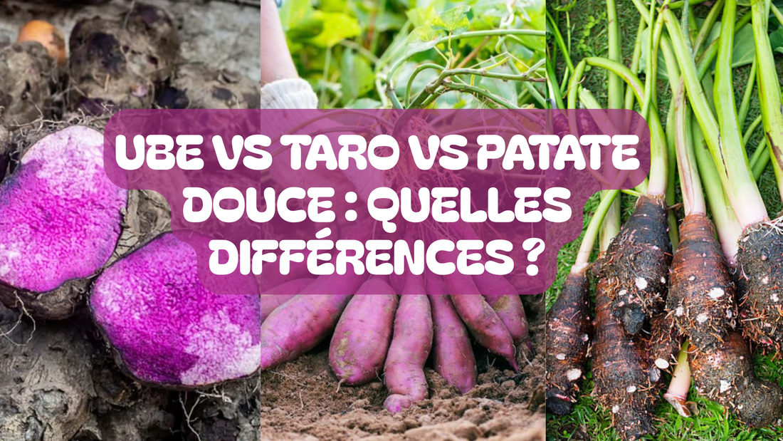Ube vs Taro vs Patate douce : quelles différences ?